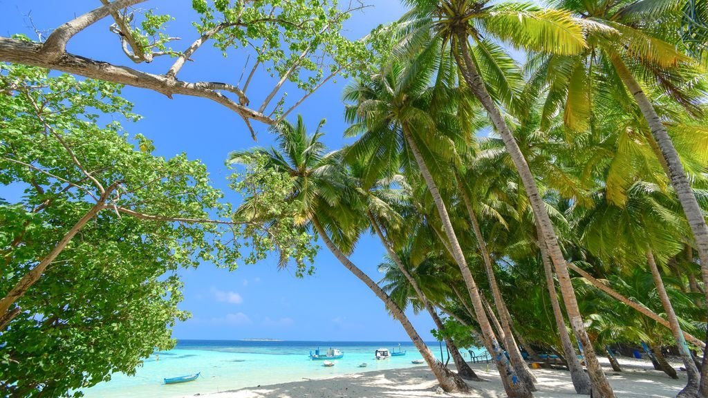 Best winter sun destinations: tropical beach with palm trees and turquoise water