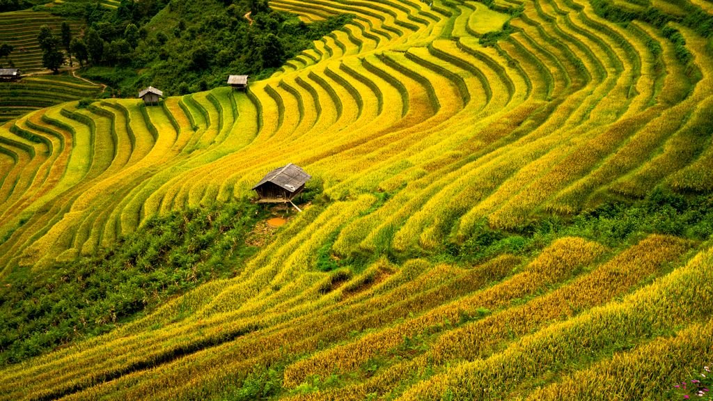 Golden rice terraces in Vietnam, one of the cheapest countries to visit